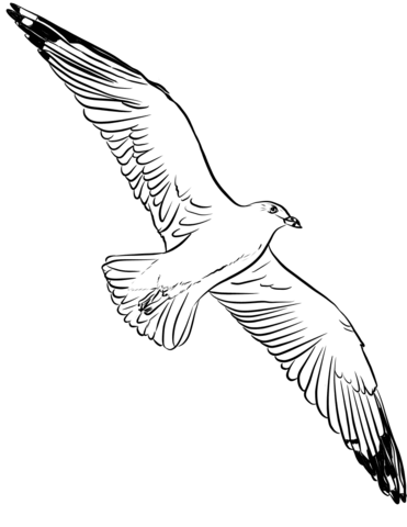 Seagull Is Flying High Coloring Page